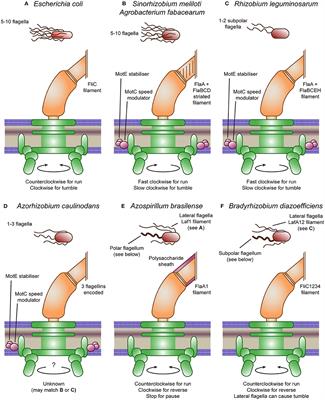 Rhizobial Chemotaxis and Motility Systems at Work in the Soil